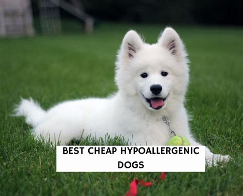 cheap dogs that are hypoallergenic